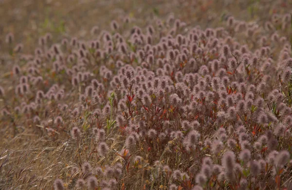 グラン カナリアの花 Trifolium Arvense Rabbitfoot Clover Ground Cover Natural Macro花の背景 — ストック写真