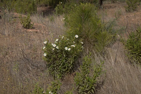 Flora Gran Canaria Floração Cistus Monspeliensis Ssp Canariensis Montpellier Rockrose — Fotografia de Stock