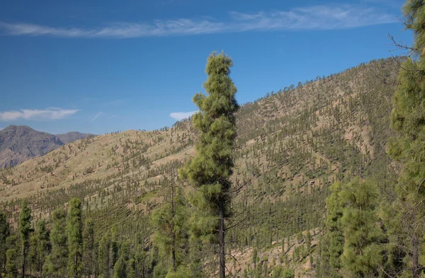Gran Canaria 'dan Flora - Pinus canariensis, ateşe dayanıklı kanarya çamı, orman yangınından etkilenen bölge, şişe fırçası şekilli ağaçlar