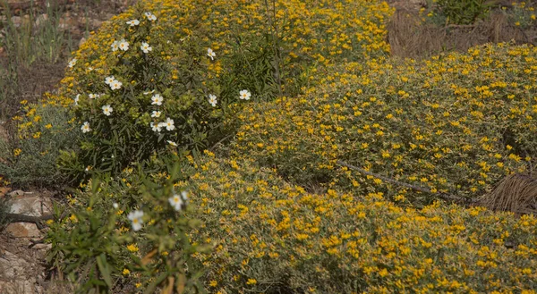 Flora Van Gran Canaria Bloeiende Cistus Monspeliensis Ssp Canariensis Montpellier — Stockfoto