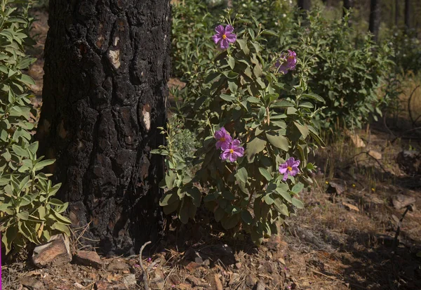 Flora Gran Canaria Flowering Pink Cistus Ocreatus Rockrose Endemic Island — Stock fotografie