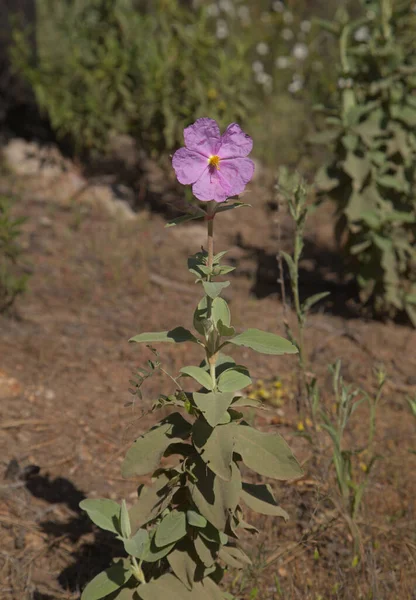 Flora Gran Canarii Kwitnący Różowy Cistus Ocreatus Endemiczne Dla Wyspy — Zdjęcie stockowe