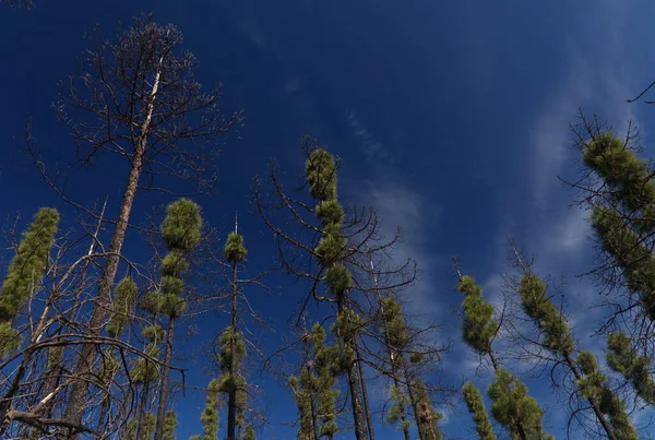 Flora Gran Canaria Pinus Canariensis Вогнестійка Канарська Сосна Зона Постраждала — стокове фото