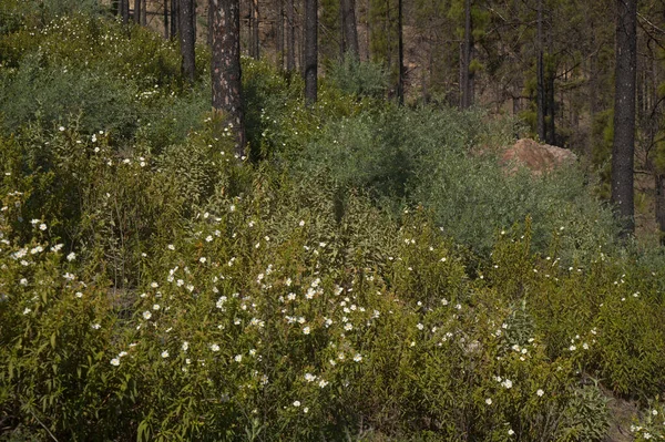 Flora Gran Canaria Flowering Cistus Monspeliensis Ssp Canariensis Montpellier Rockrose — Stock Photo, Image