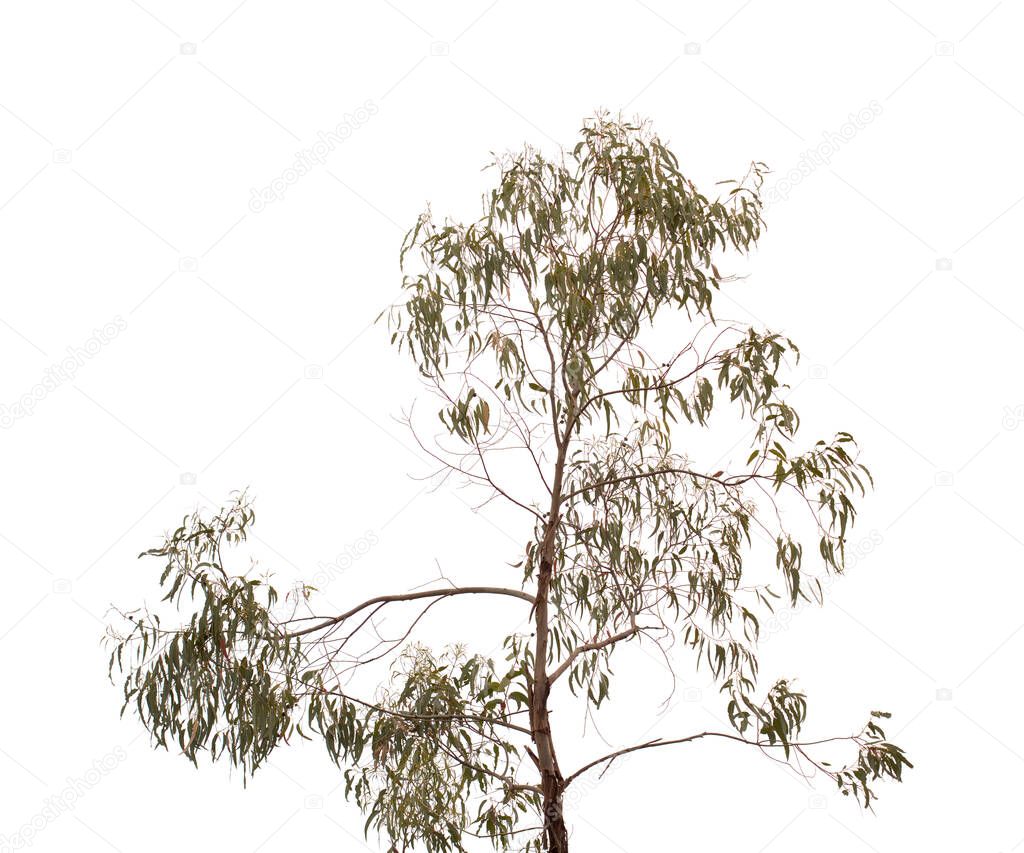 Flora of Gran Canaria -  Eucalyptus camaldulensis, introduced species, isolated on white background