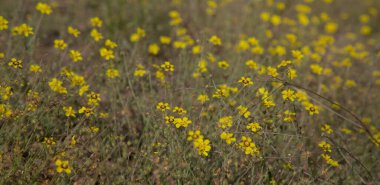Gran Canaria 'dan Flora - Tuberaria Guttata, benekli kaya gülü veya yıllık kaya güllü doğal makro çiçek arkaplanı