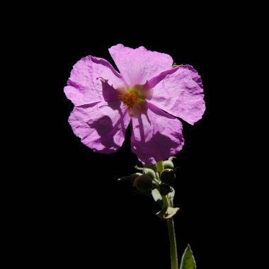 Gran Canaria 'dan Flora - çiçek açan pembe Kistus Ocreatus, adaya özgü kaya gülleri, pirofili bitkisi, doğal çiçek arkaplanı