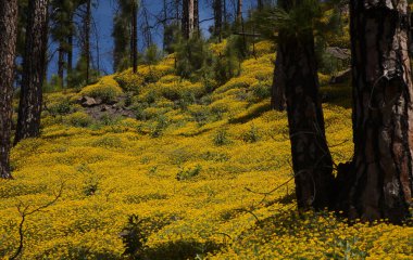 Gran Canaria 'dan Flora - Lotus spartioides, adaya özgü, doğal makro çiçekli arka plan 