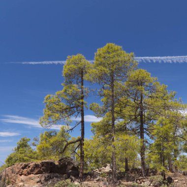 Büyük Kanarya, Doğa Parkı Tamadaba 'daki adanın dağlık kısmının manzarası.