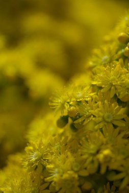 Gran Canaria 'dan Flora - Aeonium undulatum' un büyük bir infloresanı, adaya özgü sulu bir endemik doğal makro çiçek arkaplanı.
