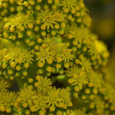 Gran Canaria 'dan Flora - Aeonium undulatum' un büyük bir infloresanı, adaya özgü sulu bir endemik doğal makro çiçek arkaplanı.