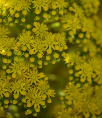 Gran Canaria 'dan Flora - Aeonium undulatum' un büyük bir infloresanı, adaya özgü sulu bir endemik doğal makro çiçek arkaplanı.