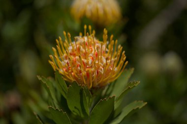 Sarı leucospermum katerinae, Catherine-wheel protea doğal makro çiçek arkaplanı