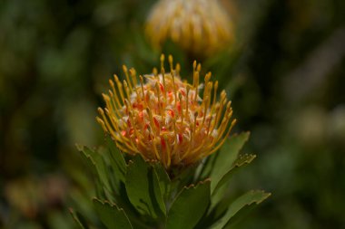 Sarı leucospermum katerinae, Catherine-wheel protea doğal makro çiçek arkaplanı