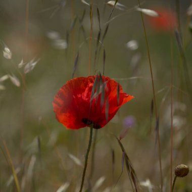 Gran Canaria 'dan Flora - Papaver rhoeas, yaygın haşhaş arkaplanı