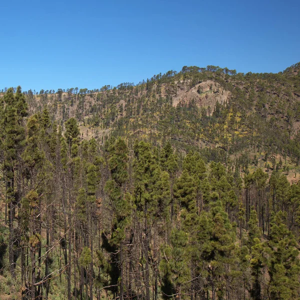 Flóra Gran Canaria Pinus Canariensis Ohnivzdorná Kanárská Borovice Zóna Zasažená — Stock fotografie