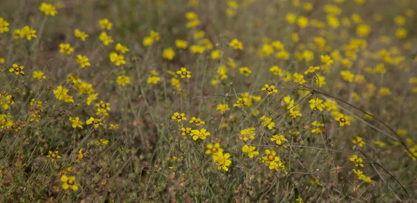Gran Canaria 'dan Flora - Tuberaria Guttata, benekli kaya gülü veya yıllık kaya güllü doğal makro çiçek arkaplanı