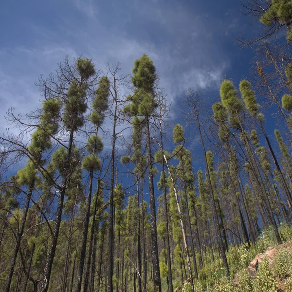 Flora Gran Canaria Pinus Canariensis Pinheiro Canário Resistente Fogo Zona — Fotografia de Stock
