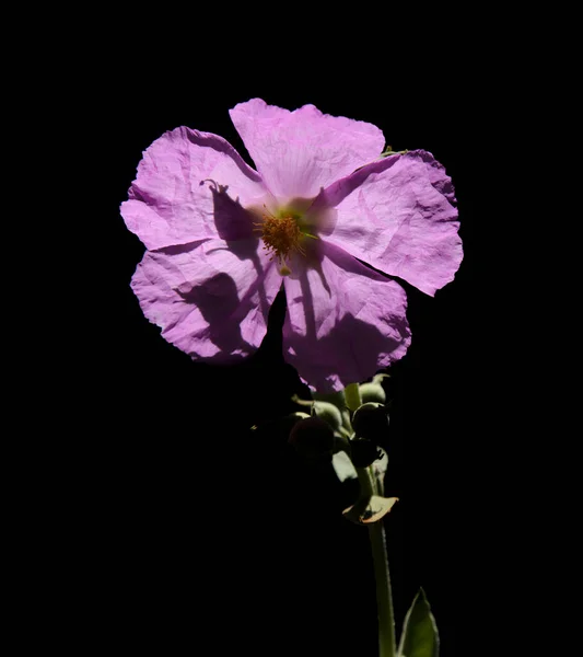Flora Gran Canaria Blommande Rosa Cistus Ocreatus Rosor Endemisk Till — Stockfoto