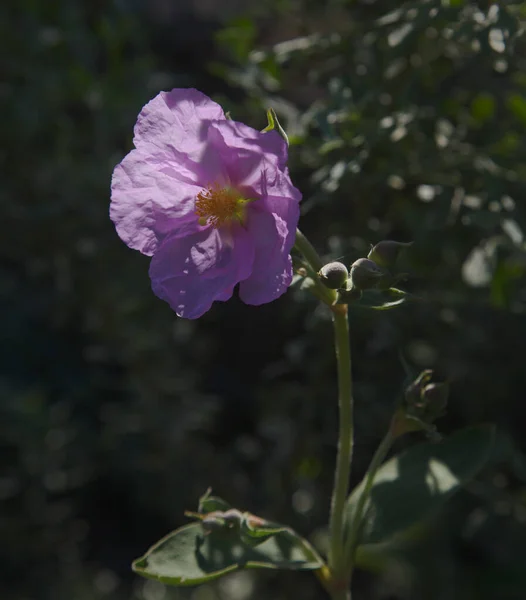 Flora Von Gran Canaria Blühender Rosa Cistus Ocreatus Auf Der — Stockfoto
