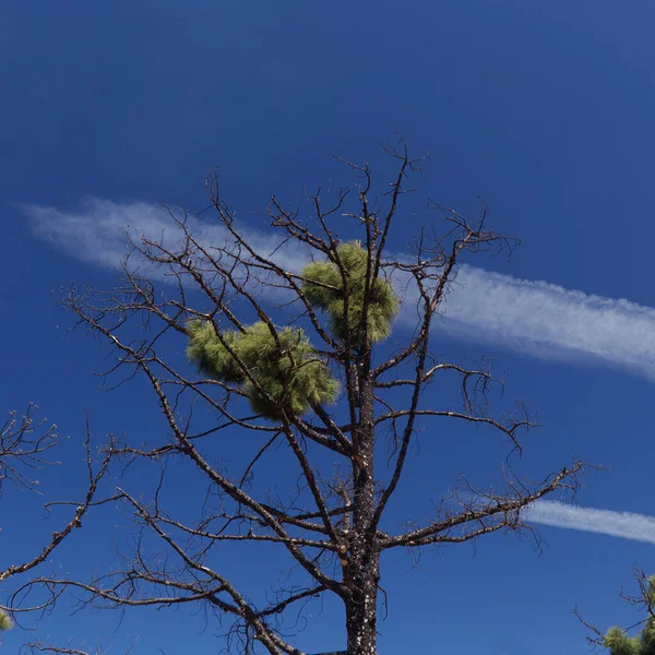 Flora Gran Canaria Pinus Canariensis Fire Resistant Canary Pine Zone — Zdjęcie stockowe