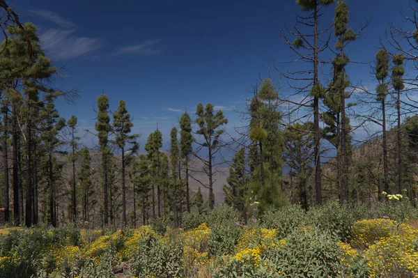 Flora of Gran Canaria -  Pinus canariensis, fire-resistant Canary pine, zone affected by a wildfire