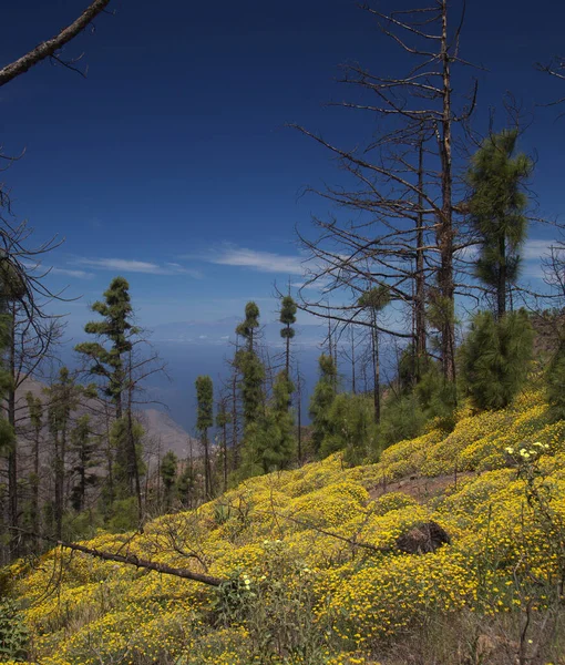 Flora of Gran Canaria -  Pinus canariensis, fire-resistant Canary pine, zone affected by a wildfire