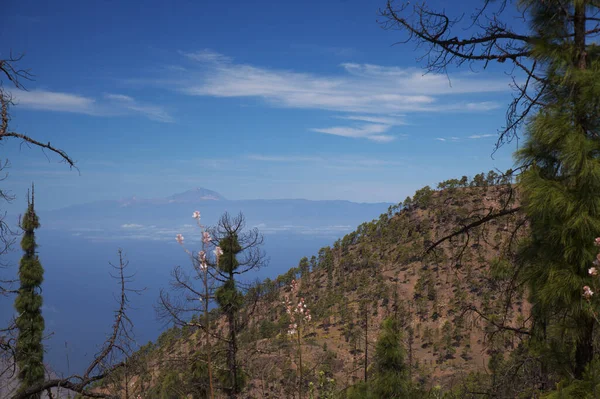 Flora Gran Canaria Pinus Canariensis Fire Resistant Canary Pine Zone —  Fotos de Stock