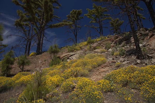 Flora Van Gran Canaria Lotus Spartioides Endemisch Het Eiland Natuurlijke — Stockfoto