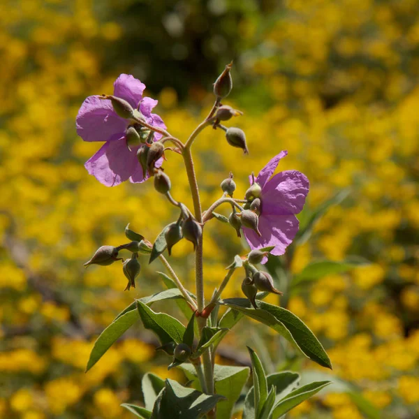 Flora Gran Canaria Flowering Pink Cistus Ocreatus Rockrose Endemic Island — Stock Photo, Image