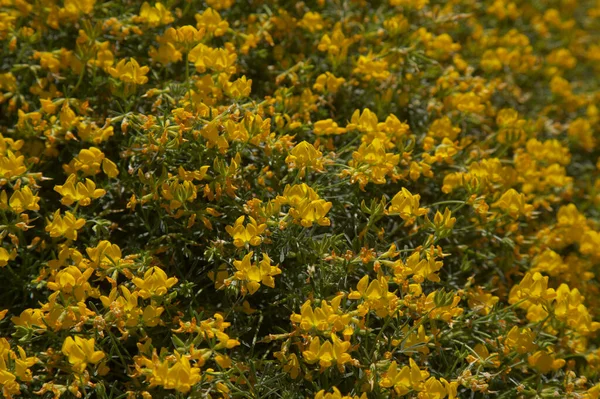 大加那利群岛植物 岛上特有的稀有莲花 自然的大型植物背景 — 图库照片