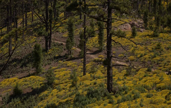 Flora Gran Canaria Lótus Spartioides Endémica Ilha Fundo Natural Macro — Fotografia de Stock