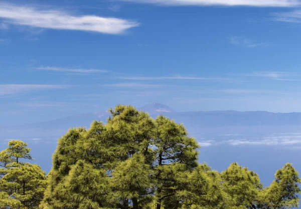 Gran Canaria Paesaggio Della Parte Montuosa Dell Isola Nel Parco — Foto Stock