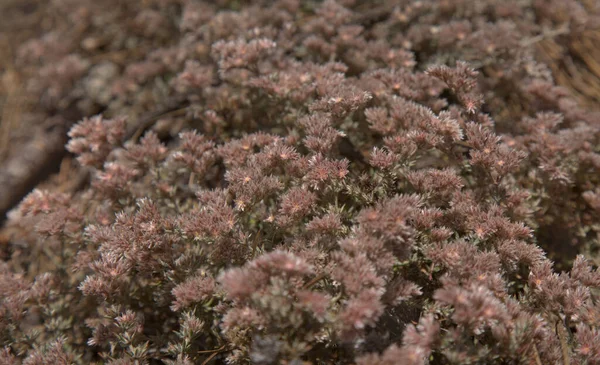 Flora Gran Canaria Polycarpaea Plant Small White Pink Flowers — Stock Photo, Image