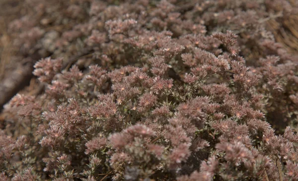 Flora Gran Canaria Polycarpaea Planta Con Pequeñas Flores Color Blanco — Foto de Stock