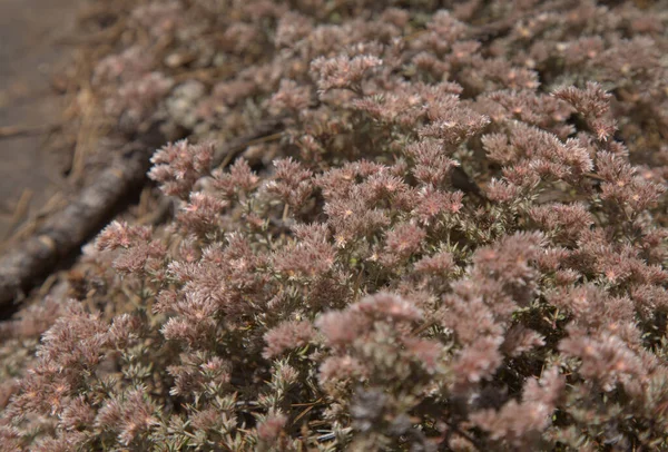 Flora Van Gran Canaria Polycarpaea Plant Met Kleine Wit Roze — Stockfoto