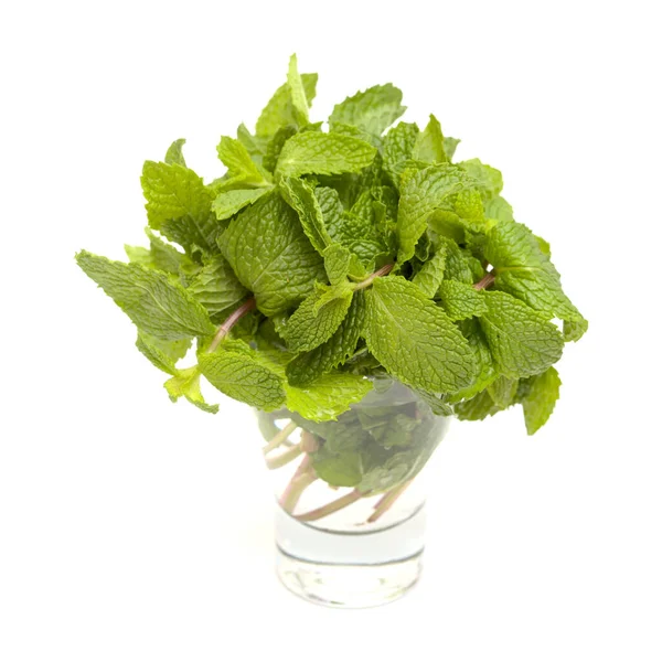 Flora Gran Canaria Mentha Spicata Garden Mint Sprig Roots Water — Stock Photo, Image