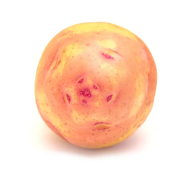 Produce Canary Islands Large Pink Eyed Potato Isolated White — Stock Photo, Image
