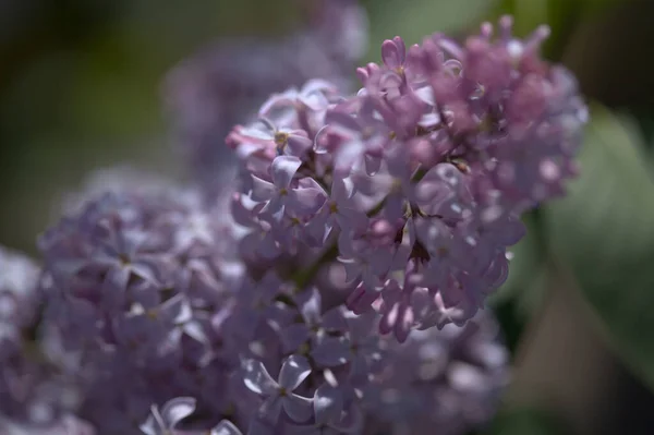 開花シリンガハルガリス 一般的なライラック 天然のマクロ花の背景 — ストック写真