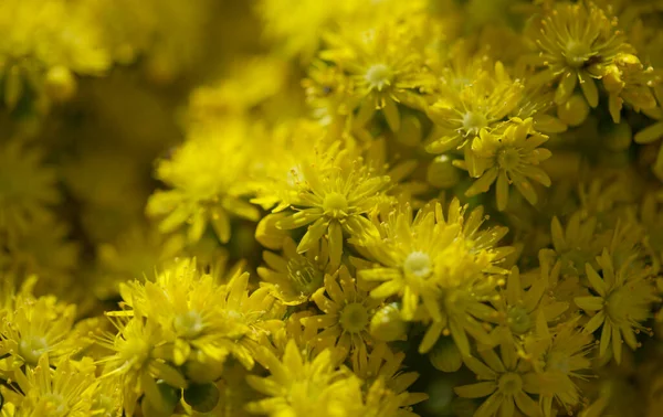 Gran Canaria 'dan Flora - Aeonium undulatum' un büyük bir infloresanı, adaya özgü sulu bir endemik doğal makro çiçek arkaplanı.
