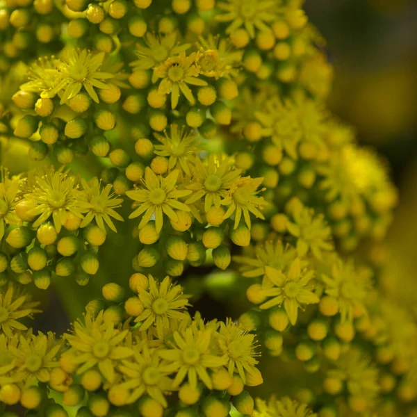 Gran Canaria 'dan Flora - Aeonium undulatum' un büyük bir infloresanı, adaya özgü sulu bir endemik doğal makro çiçek arkaplanı.