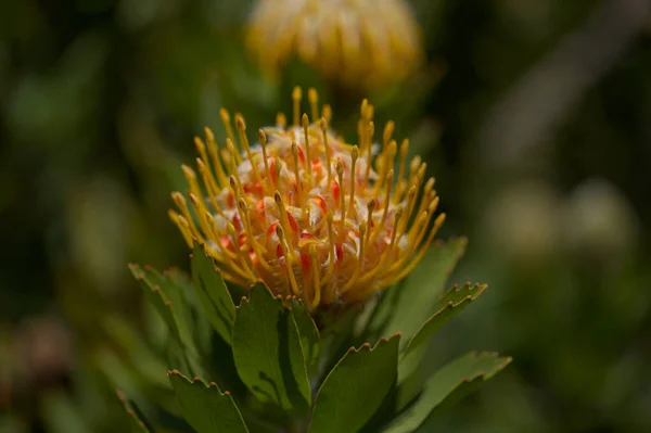 Žluté Leucospermum Catherinae Catherine Kolo Protea Přírodní Makrokvětinové Pozadí — Stock fotografie