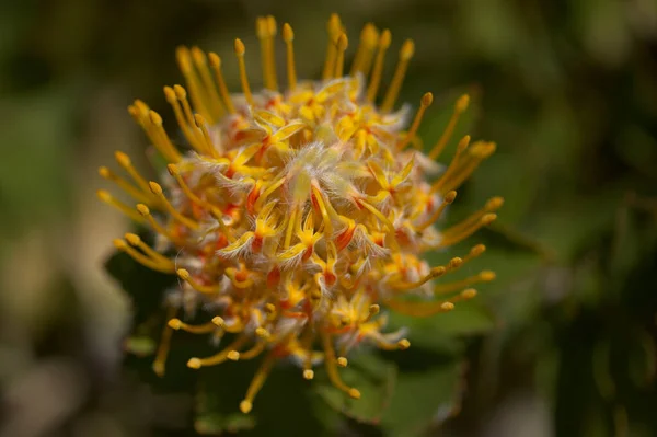 Amarillo Leucospermum Catherinae Catherine Wheel Protea Fondo Macro Floral Natural — Foto de Stock