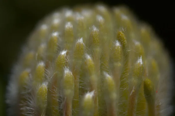 Gele Leucospermum Catherinae Catherine Wheel Protea Natuurlijke Macro Bloemen Achtergrond — Stockfoto