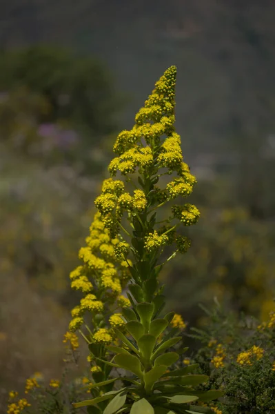 Flora Din Gran Canaria Inflorescență Mare Aeonium Undulatum Endemică Suculentă — Fotografie, imagine de stoc