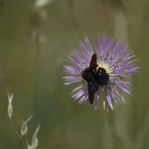 Fauna Gran Canaria Xylocopa Violacea Violet Carpenter Bee Thistle Flower — Stock Photo, Image