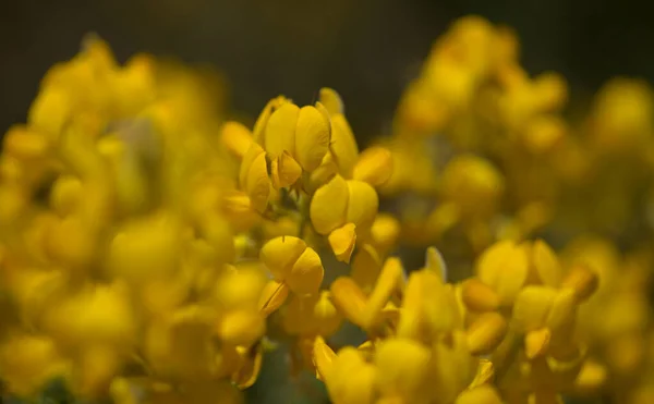 Χλωρίδα Της Gran Canaria Ανθοφορία Adenocarpus Foliolosus Canary Island Flatpod — Φωτογραφία Αρχείου