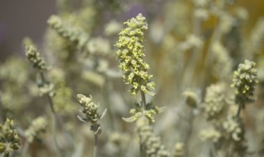 Gran Canaria 'dan Flora - Sideritis dasygnaphala, Gran Canaria' nın beyaz dağ çayı, yaygın, doğal makro çiçekli arka plan