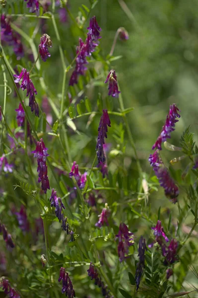 Flora Gran Canarii Vicia Villosa Owłosiona Wyka Naturalne Tło Makrokwiatowe — Zdjęcie stockowe