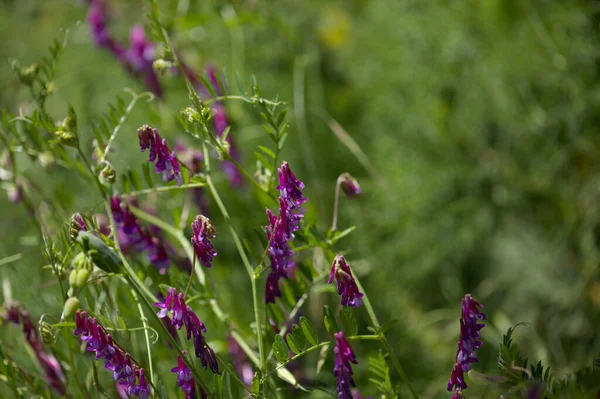 Flora Gran Canaria Vicia Villosa Ervilhaca Peluda Fundo Macro Floral — Fotografia de Stock